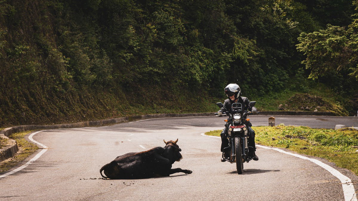 A motorcycle riding around a cow on the road 