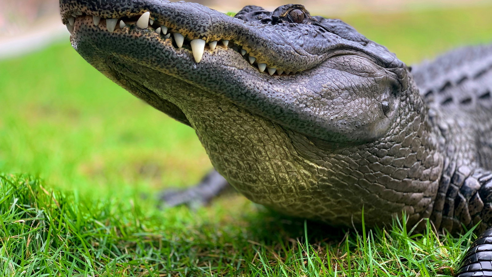 Alligator Photo by Jack Kelly on Unsplash