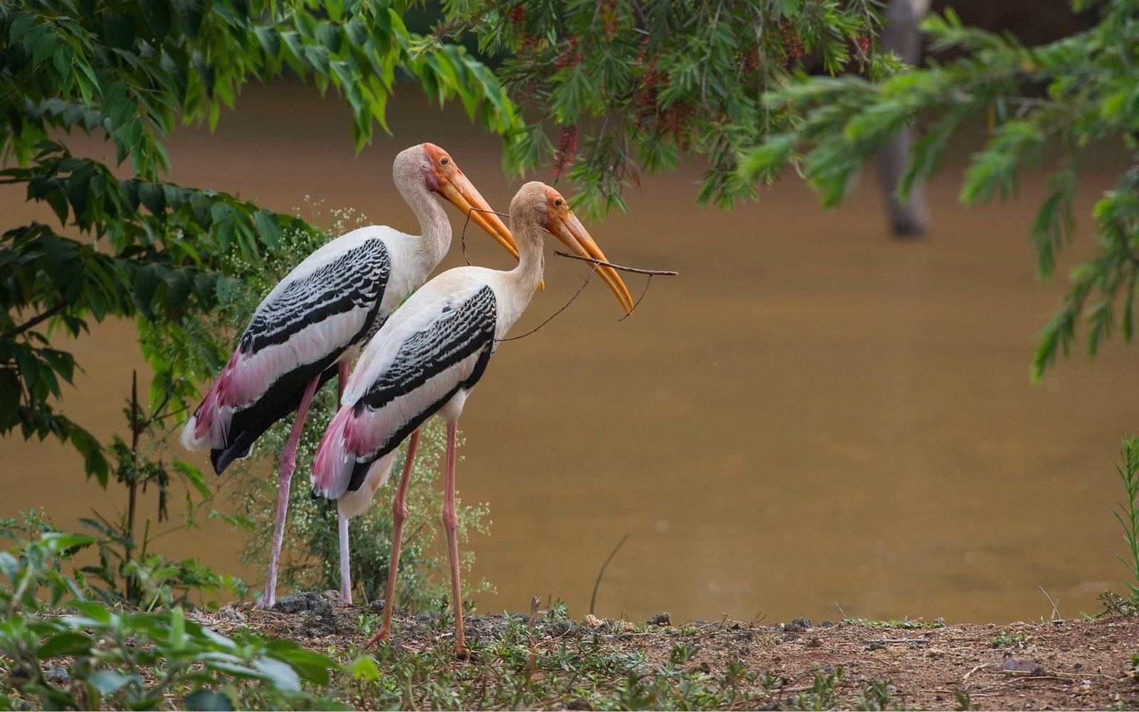 Two of the birds that have moved back into the area thanks to the Eco Park