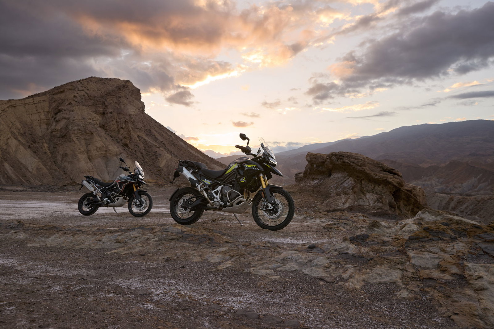 The Tiger Desert Edition family