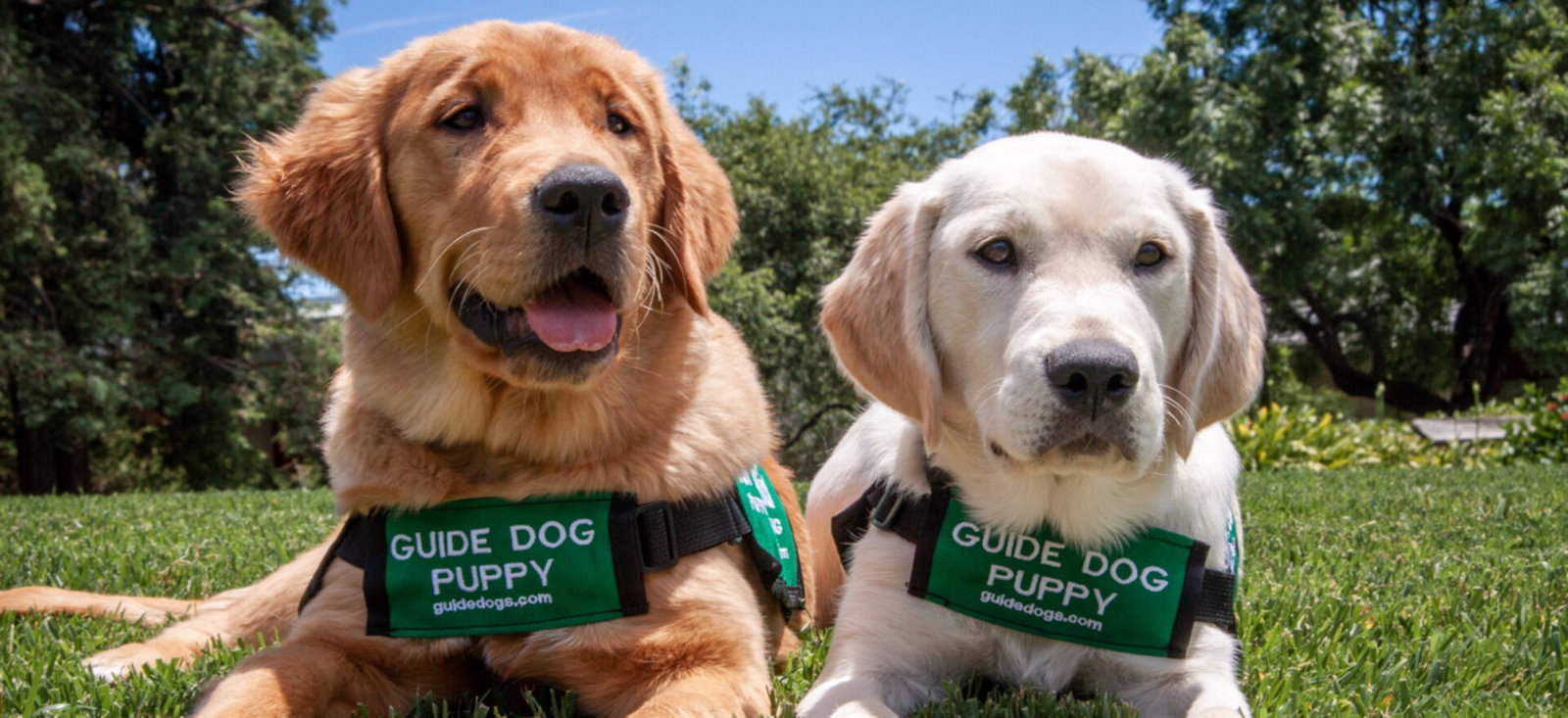 Guide dog puppies