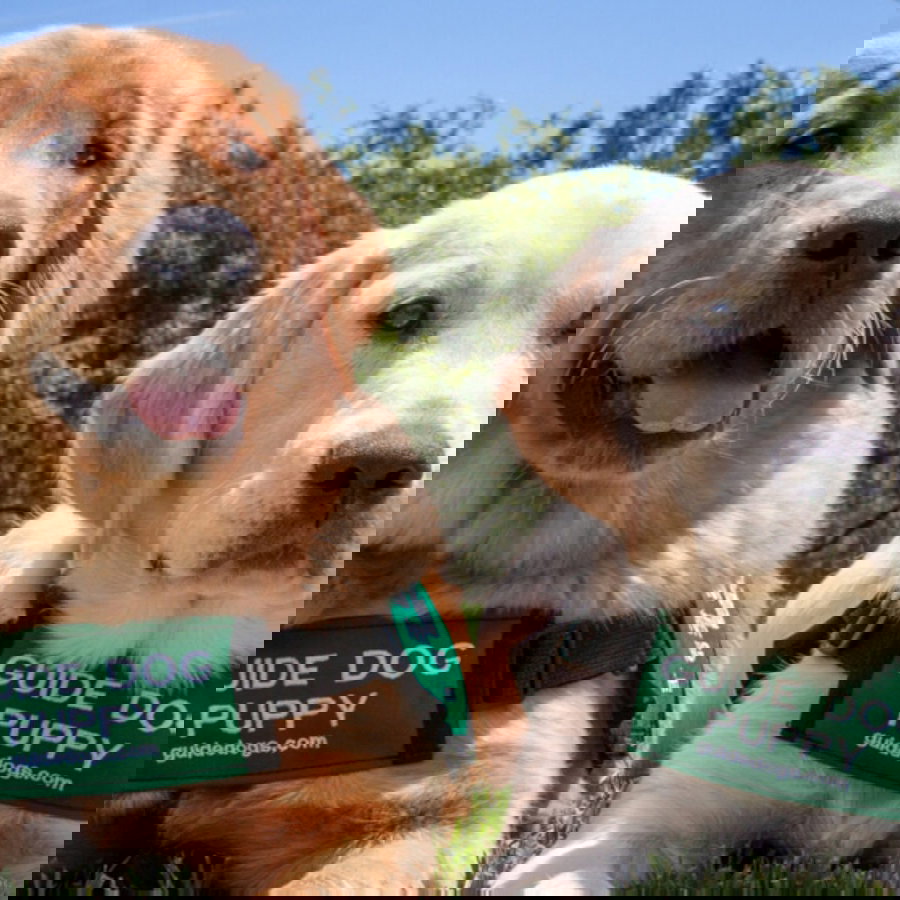 Guide dog puppies
