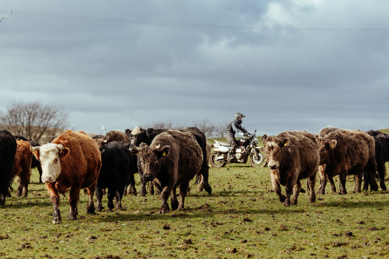 Triumph Scrambler 1200 XC becomes a cowherd