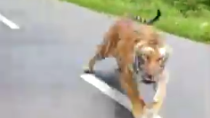 tiger chases motorcycle in India