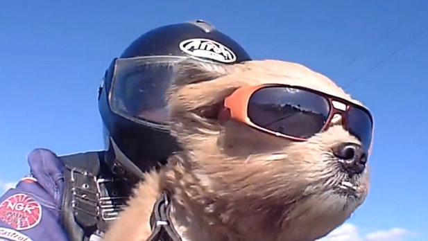 Video: Dog reunited with stolen BMW