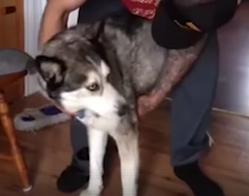 Honda X-ADV outselling the BMW R1200 GS