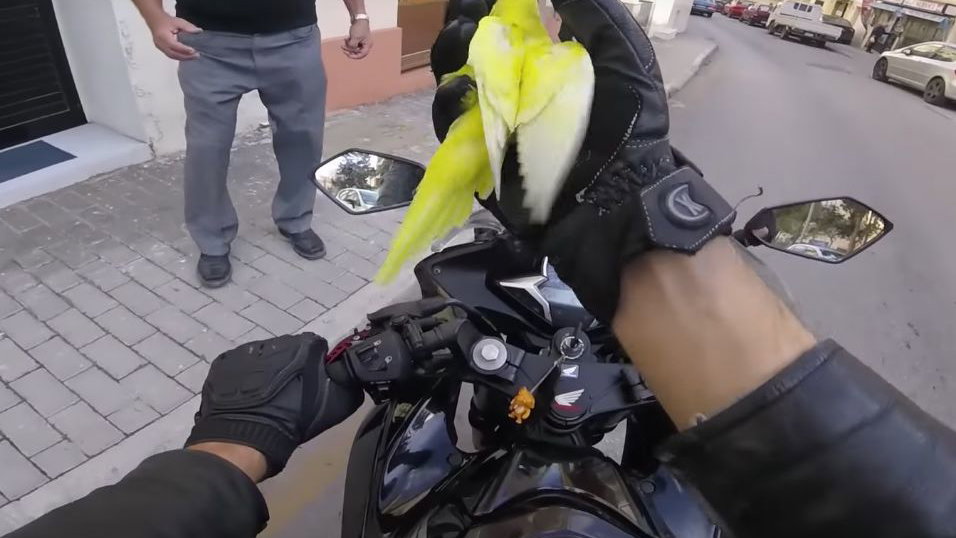 Motorcycle and bird