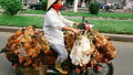 Vietnam bans birds on bikes