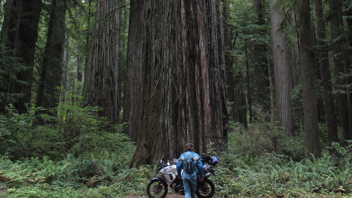 Bridget McCutchen. - Two Wheels Round/Bridget McCutchen.